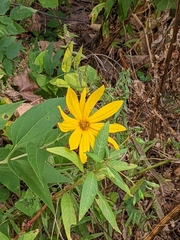 Helianthus strumosus