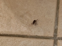 Leptoglossus occidentalis