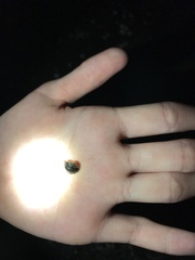 Onchidella nigricans