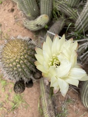 Trichocereus chiloensis litoralis