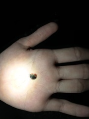 Onchidella nigricans