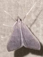 Mecyna asinalis