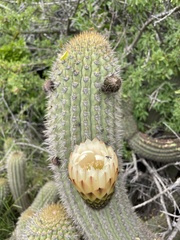 Trichocereus chiloensis litoralis