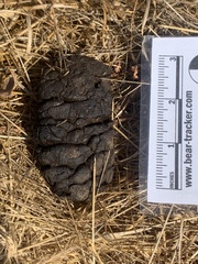 Odocoileus hemionus columbianus