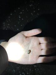 Onchidella nigricans