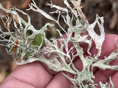 Evernia prunastri