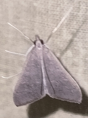 Mecyna asinalis