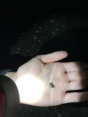 Onchidella nigricans