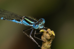 Austroagrion watsoni
