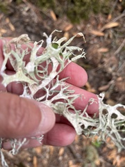 Evernia prunastri