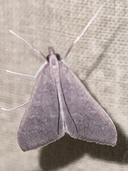 Mecyna asinalis