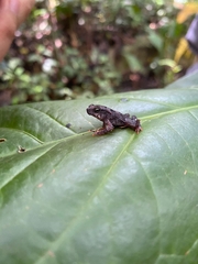 Rhinella alata