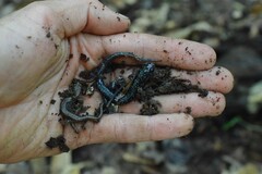 Desmognathus orestes