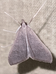 Mecyna asinalis