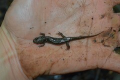 Desmognathus orestes