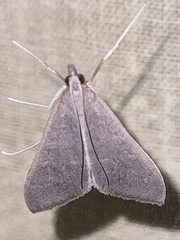Mecyna asinalis