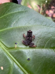 Rhinella alata