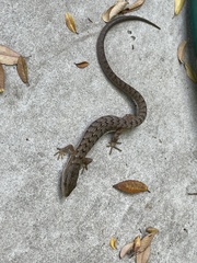 Elgaria multicarinata webbii