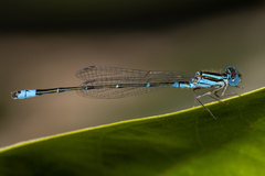 Austroagrion watsoni
