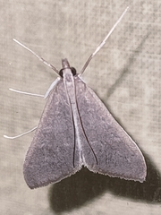 Mecyna asinalis