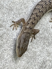 Elgaria multicarinata webbii