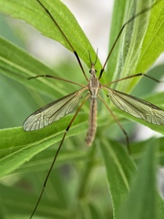 Tipula