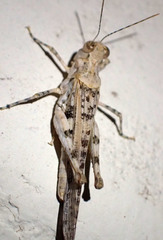 Derotmema delicatulum