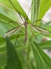Tipula