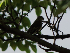 Ficedula semitorquata