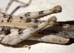 Derotmema delicatulum