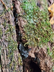 Chlorosplenium