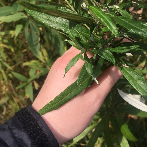 Image of Sawtooth Wormwood (Artemisia serrata) by (c) harrier, some rights reserved (CC BY)