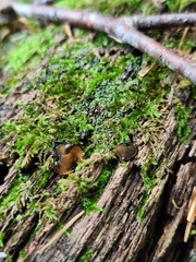 Chlorosplenium