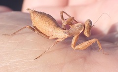 Ameles spallanzania