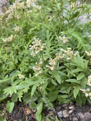 Polemonium californicum