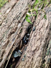 Chlorosplenium