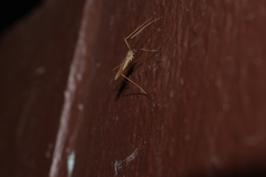 Amphineurus insulsus