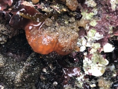 Eudistoma ritteri