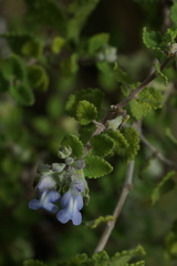 Salvia ballotiflora