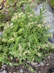 Polemonium californicum