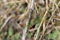 Orthetrum caledonicum