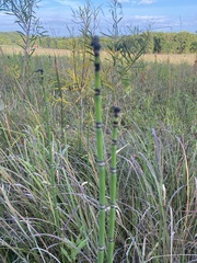 Equisetum laevigatum