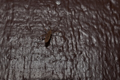 Amphineurus insulsus