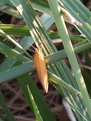 Virbia aurantiaca