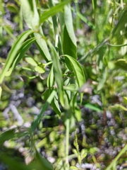 Dicliptera resupinata