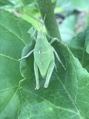 Sphenarium