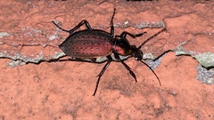 Carabus smaragdinus