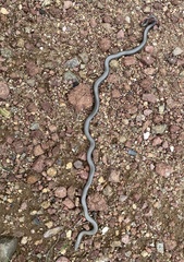 Diadophis punctatus regalis