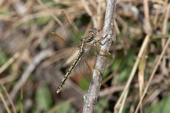 Orthetrum caledonicum