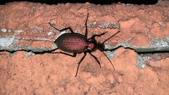 Carabus smaragdinus